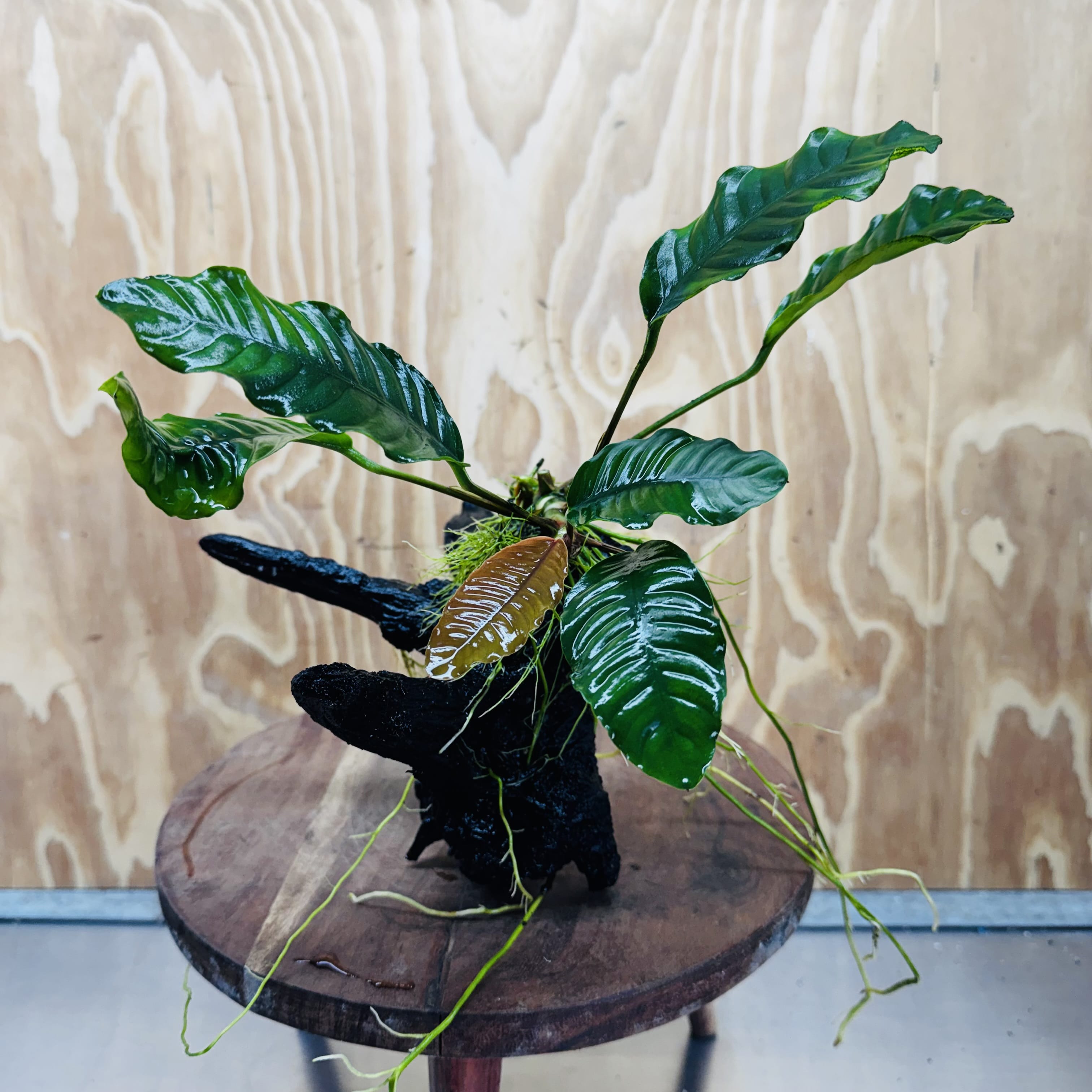 Scapeshop.com.au One Only Anubias 'Coffeefolia' on Medium Driftwood Creation - One Only - Grace Anubias Coffeefolia on Medium Driftwood - ONE ONLY - Scapeshop
