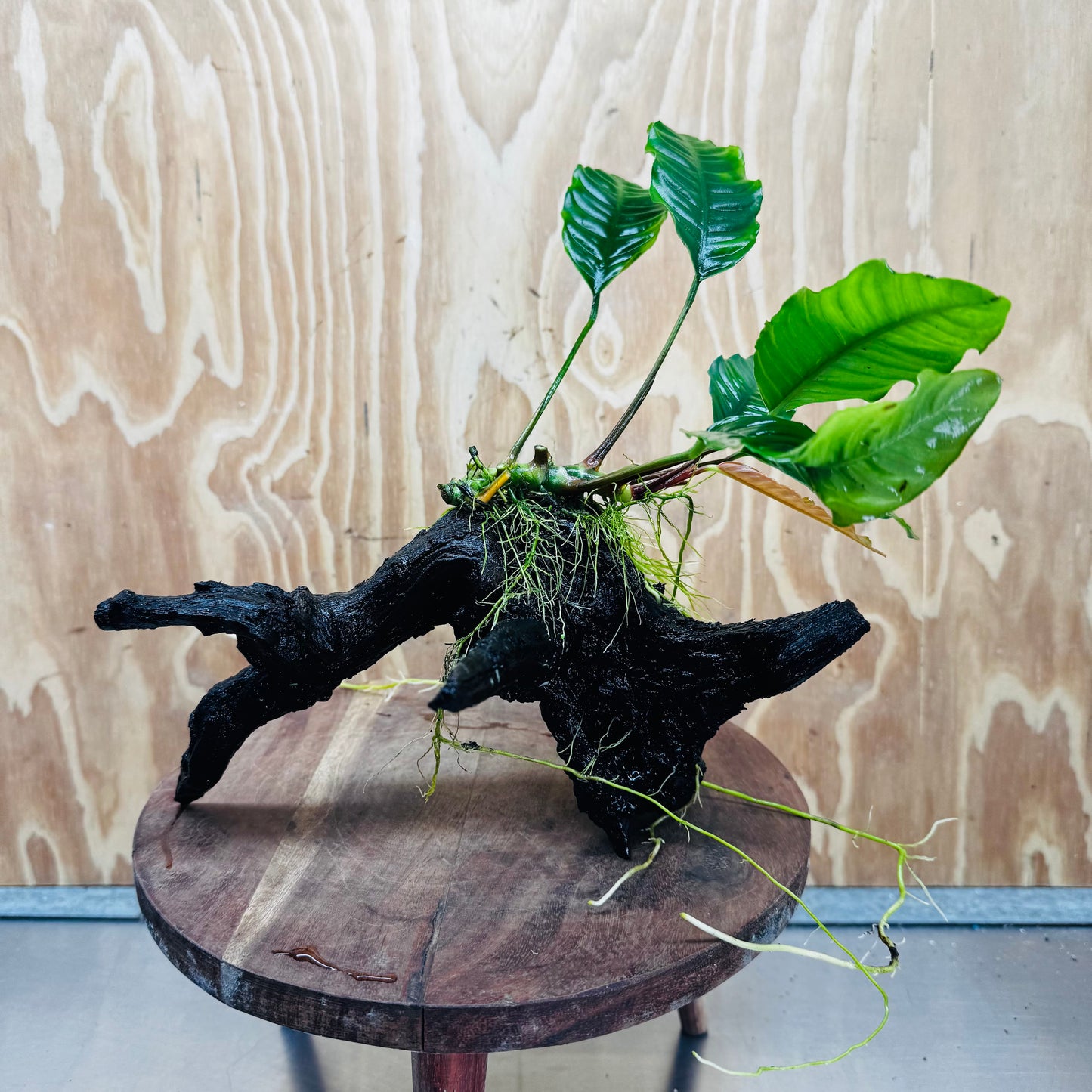 Scapeshop.com.au One Only Anubias 'Coffeefolia' on Medium Driftwood Creation - One Only - Grace Anubias Coffeefolia on Medium Driftwood - ONE ONLY - Scapeshop