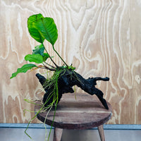 Scapeshop.com.au One Only Anubias 'Coffeefolia' on Medium Driftwood Creation - One Only - Grace Anubias Coffeefolia on Medium Driftwood - ONE ONLY - Scapeshop