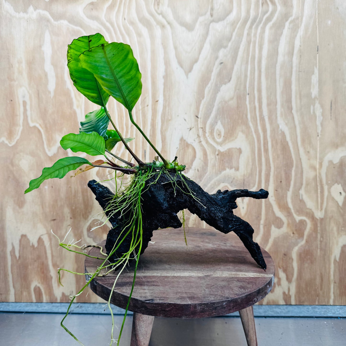 Scapeshop.com.au One Only Anubias 'Coffeefolia' on Medium Driftwood Creation - One Only - Grace Anubias Coffeefolia on Medium Driftwood - ONE ONLY - Scapeshop