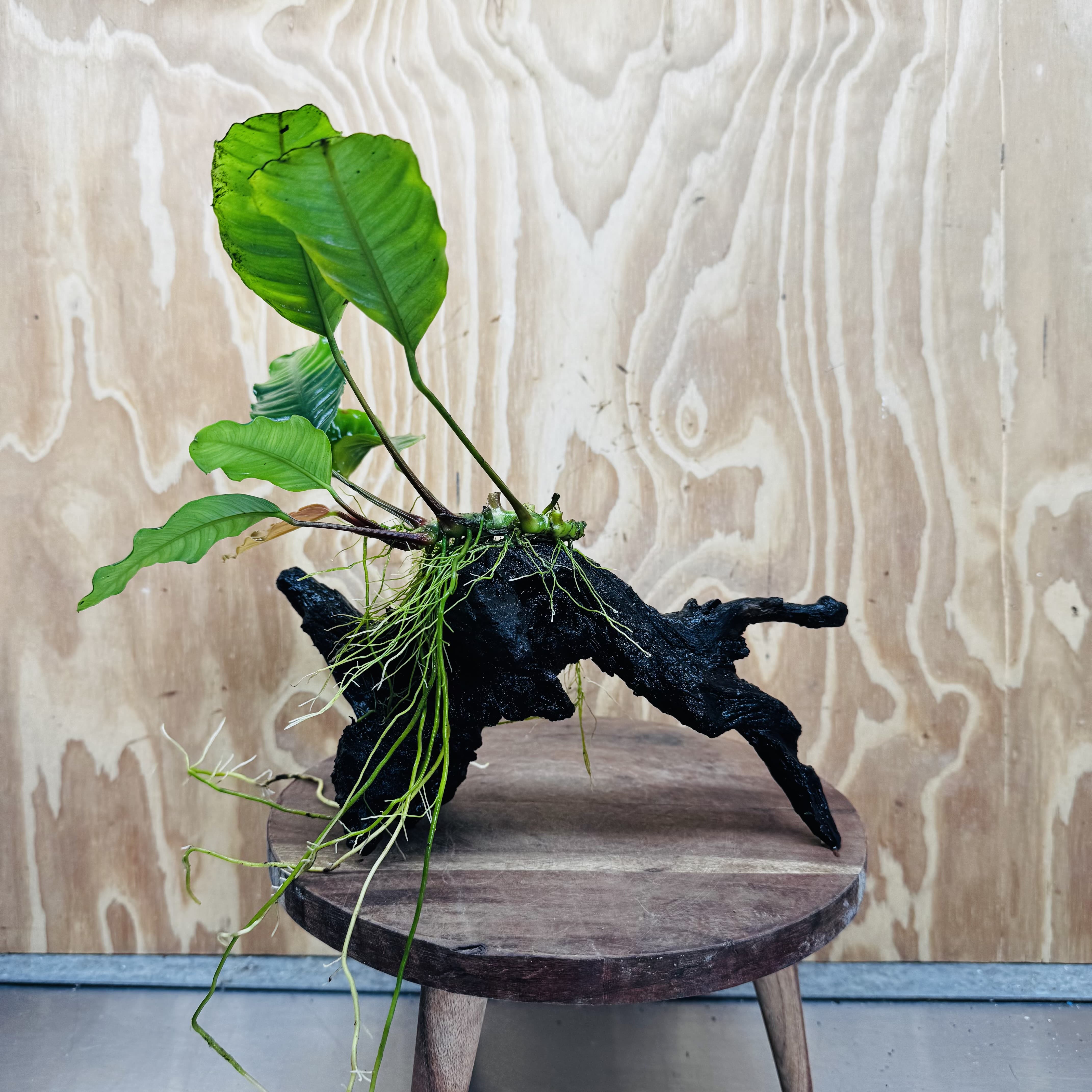 Scapeshop.com.au One Only Anubias 'Coffeefolia' on Medium Driftwood Creation - One Only - Grace Anubias Coffeefolia on Medium Driftwood - ONE ONLY - Scapeshop