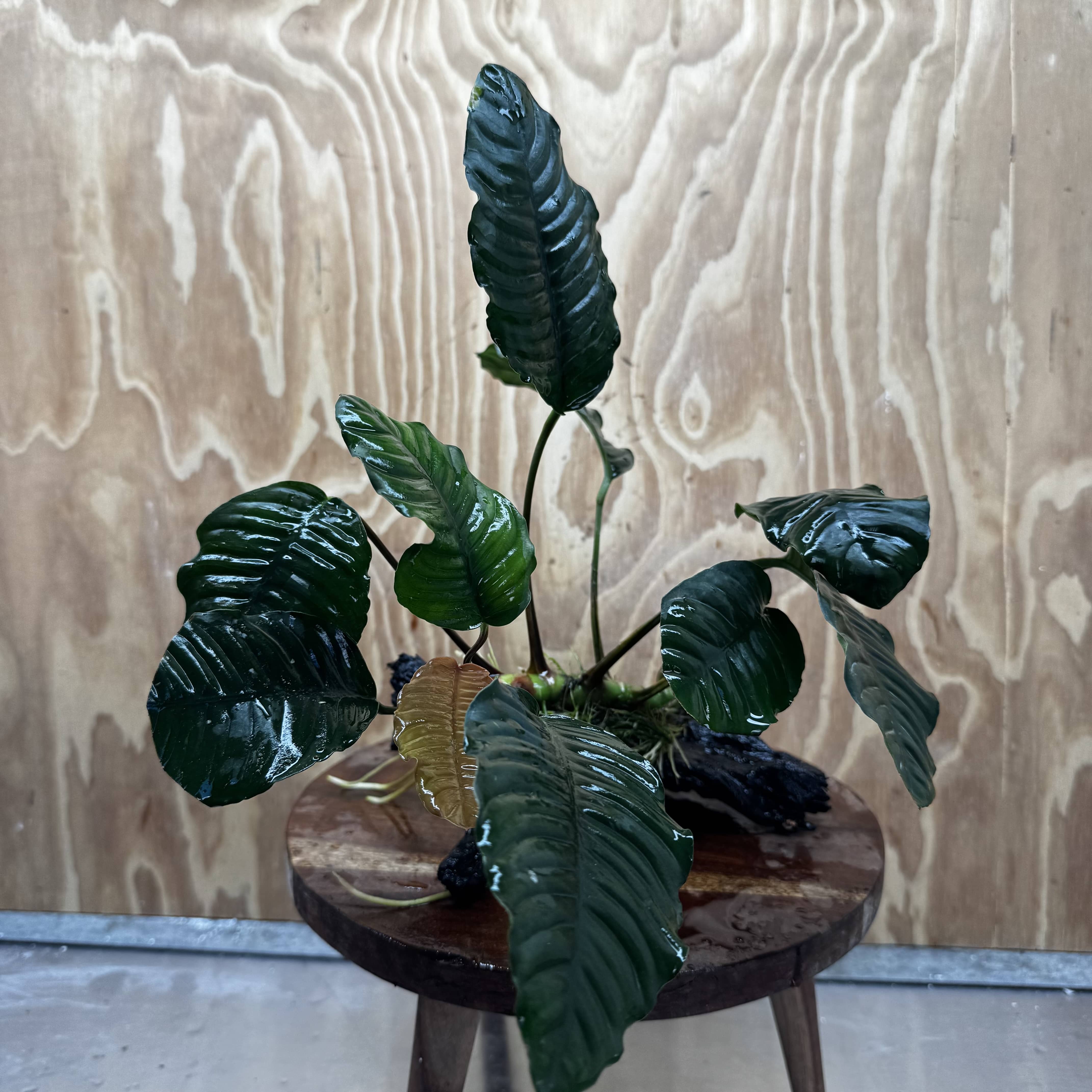 Scapeshop.com.au One Only Anubias 'Coffeefolia' on Medium Driftwood Creation - One Only - Grace Anubias Coffeefolia on Medium Driftwood - ONE ONLY - Scapeshop