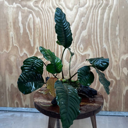 Scapeshop.com.au One Only Anubias 'Coffeefolia' on Medium Driftwood Creation - One Only - Grace Anubias Coffeefolia on Medium Driftwood - ONE ONLY - Scapeshop