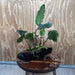 Scapeshop.com.au One Only Anubias 'Coffeefolia' on Medium Driftwood Creation - One Only - Grace Anubias Coffeefolia on Medium Driftwood - ONE ONLY - Scapeshop