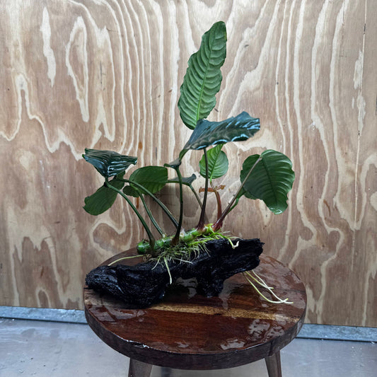 Scapeshop.com.au One Only Anubias 'Coffeefolia' on Medium Driftwood Creation - One Only - Grace Anubias Coffeefolia on Medium Driftwood - ONE ONLY - Scapeshop