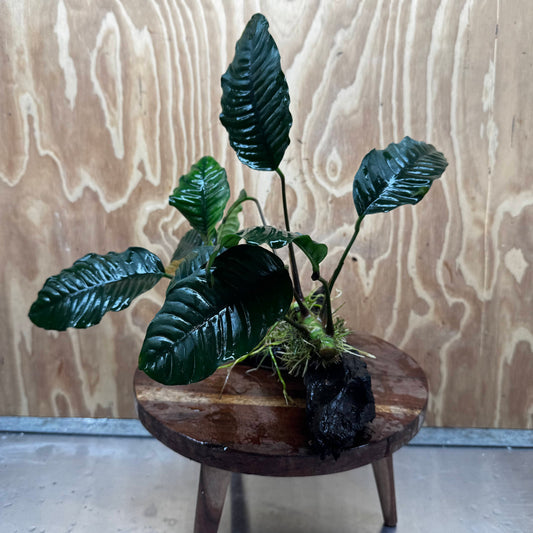 Scapeshop.com.au One Only Anubias 'Coffeefolia' on Medium Driftwood Creation - One Only - Grace Anubias Coffeefolia on Medium Driftwood - ONE ONLY - Scapeshop