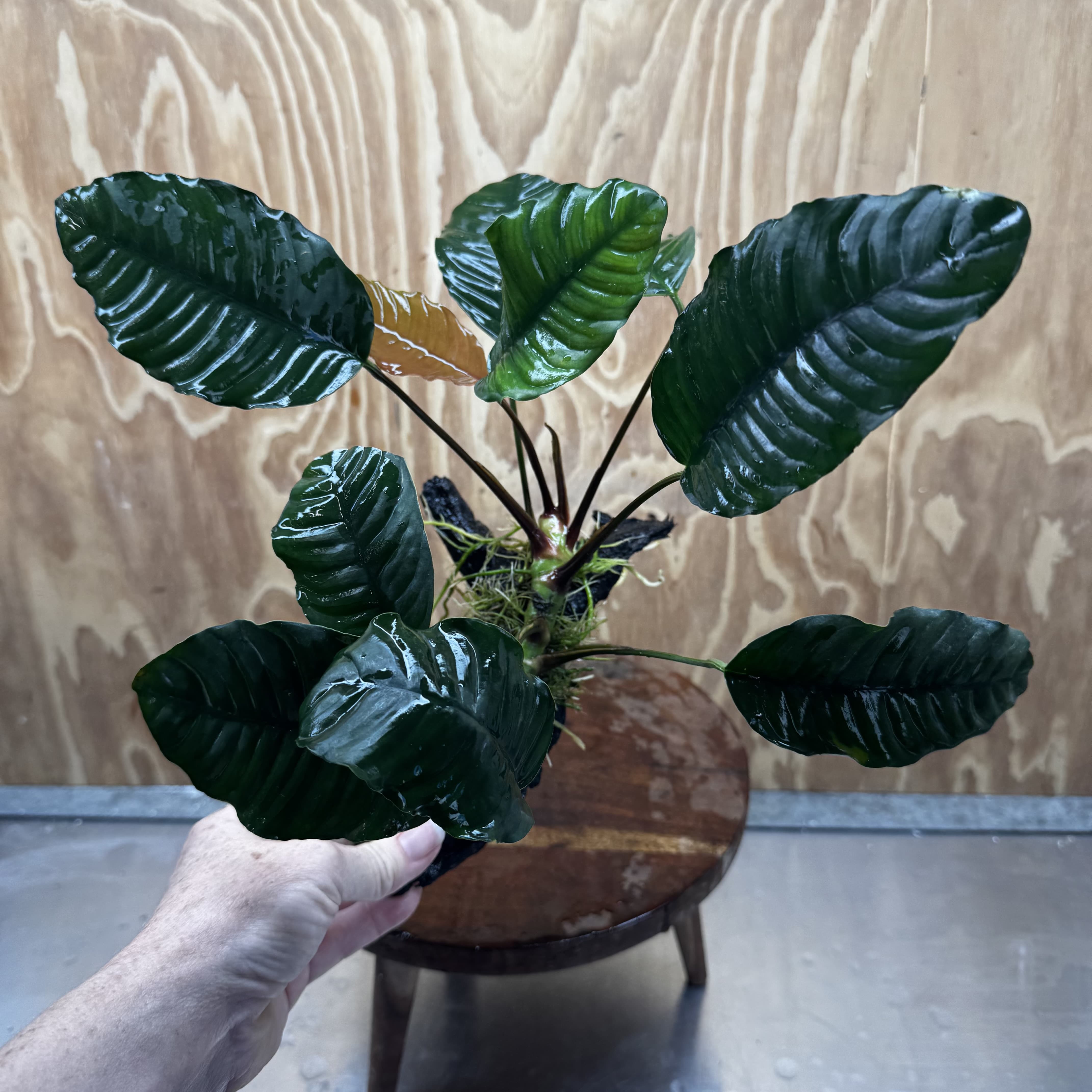 Scapeshop.com.au One Only Anubias 'Coffeefolia' on Medium Driftwood Creation - One Only - Grace Anubias Coffeefolia on Medium Driftwood - ONE ONLY - Scapeshop