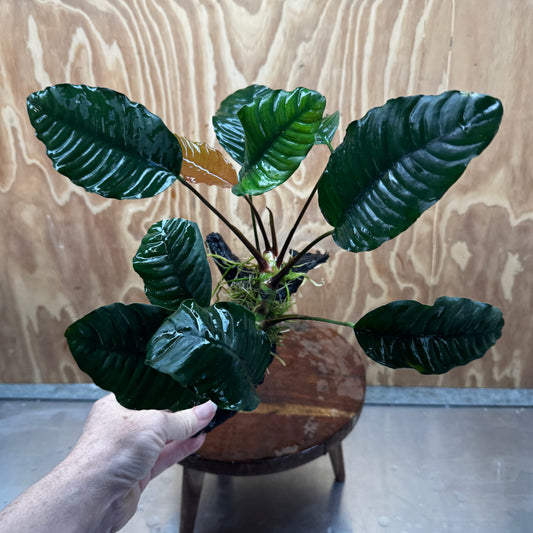 Scapeshop.com.au One Only Anubias 'Coffeefolia' on Medium Driftwood Creation - One Only - Grace Anubias Coffeefolia on Medium Driftwood - ONE ONLY - Scapeshop