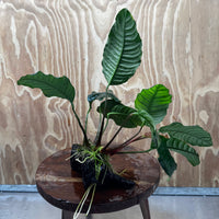 Scapeshop.com.au One Only Anubias 'Coffeefolia' on Medium Driftwood Creation - One Only - Grace Anubias Coffeefolia on Medium Driftwood - ONE ONLY - Scapeshop
