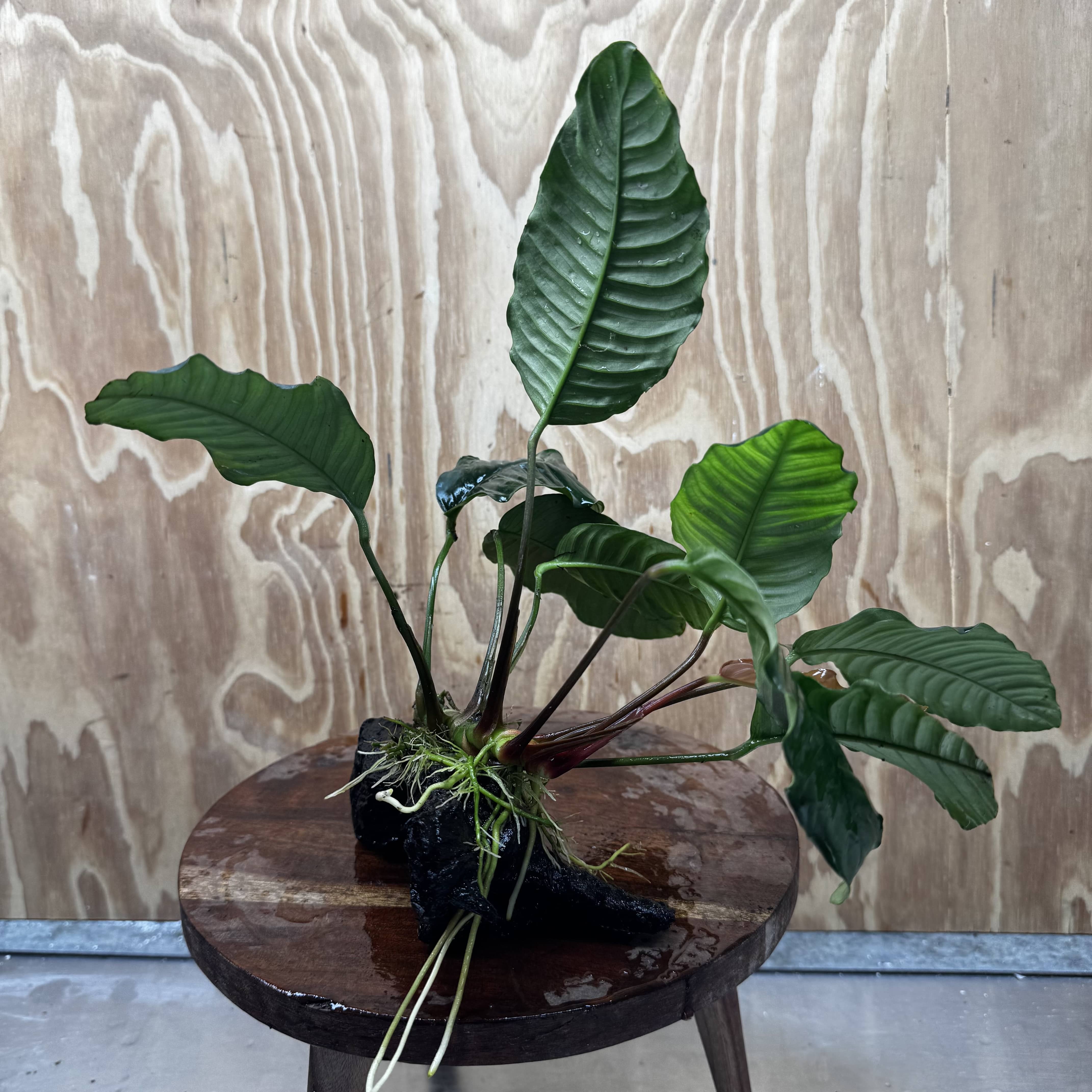 Scapeshop.com.au One Only Anubias 'Coffeefolia' on Medium Driftwood Creation - One Only - Grace Anubias Coffeefolia on Medium Driftwood - ONE ONLY - Scapeshop