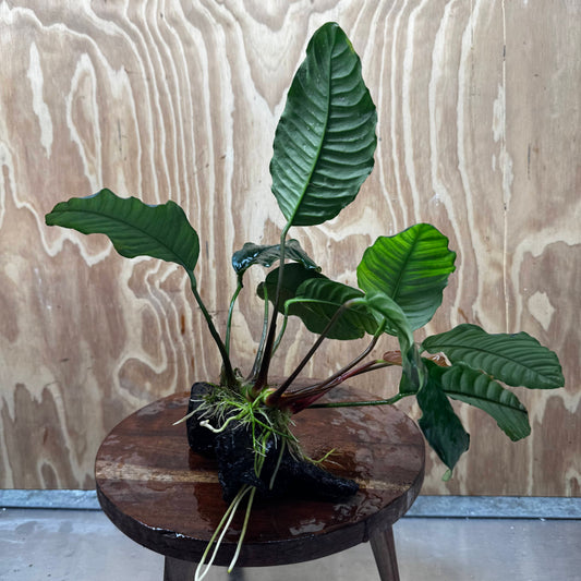 Scapeshop.com.au One Only Anubias 'Coffeefolia' on Medium Driftwood Creation - One Only - Grace Anubias Coffeefolia on Medium Driftwood - ONE ONLY - Scapeshop