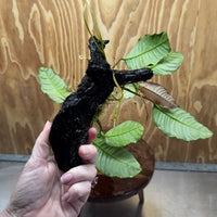 Scapeshop.com.au One Only Anubias 'Coffeefolia' on Medium Driftwood Creation - One Only - Grace Anubias Coffeefolia on Medium Driftwood - ONE ONLY - Scapeshop
