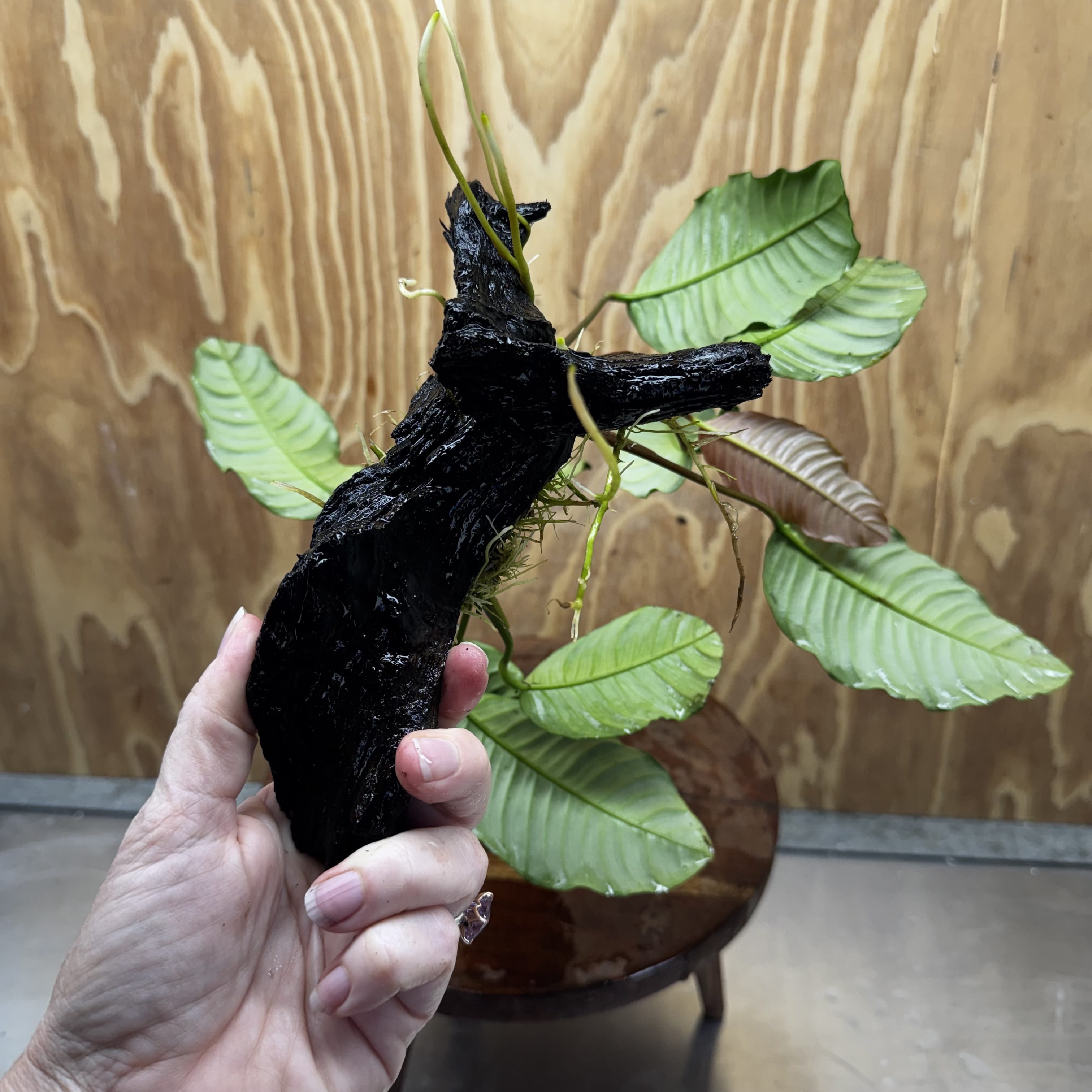 Scapeshop.com.au One Only Anubias 'Coffeefolia' on Medium Driftwood Creation - One Only - Grace Anubias Coffeefolia on Medium Driftwood - ONE ONLY - Scapeshop