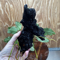 Scapeshop.com.au One Only Anubias 'Coffeefolia' on Medium Driftwood Creation - One Only - Grace Anubias Coffeefolia on Medium Driftwood - ONE ONLY - Scapeshop