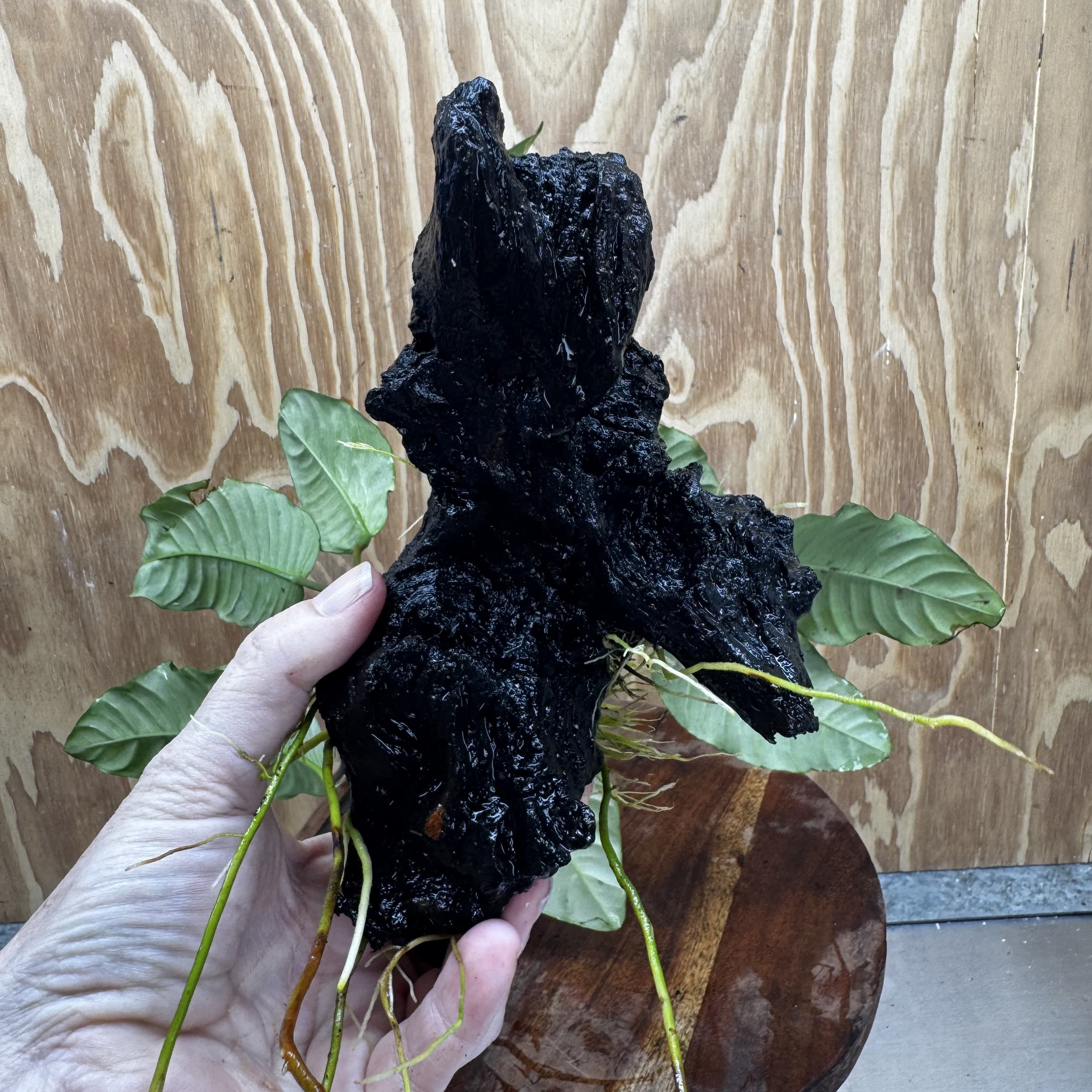 Scapeshop.com.au One Only Anubias 'Coffeefolia' on Medium Driftwood Creation - One Only - Grace Anubias Coffeefolia on Medium Driftwood - ONE ONLY - Scapeshop