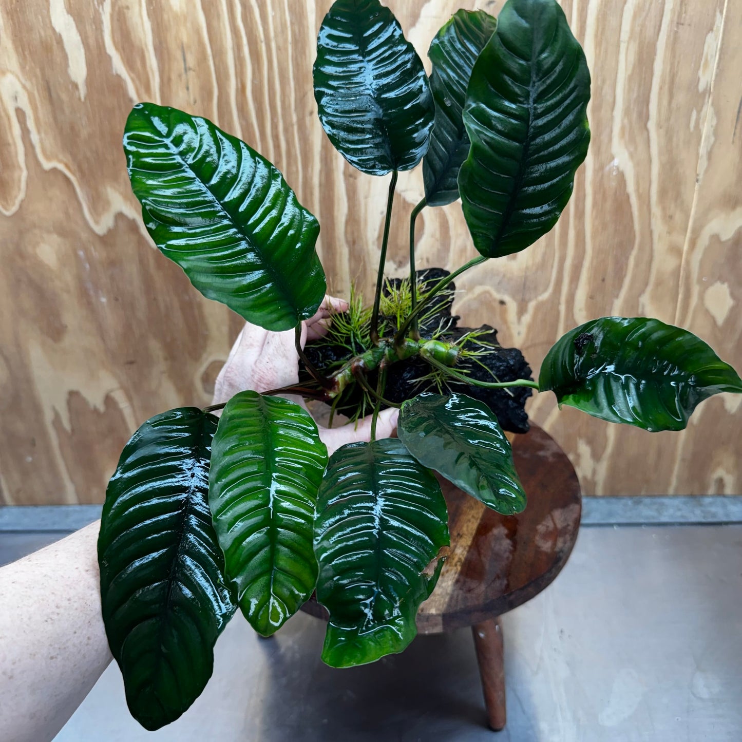 Scapeshop.com.au One Only Anubias 'Coffeefolia' on Medium Driftwood Creation - One Only - Grace Anubias Coffeefolia on Medium Driftwood - ONE ONLY - Scapeshop