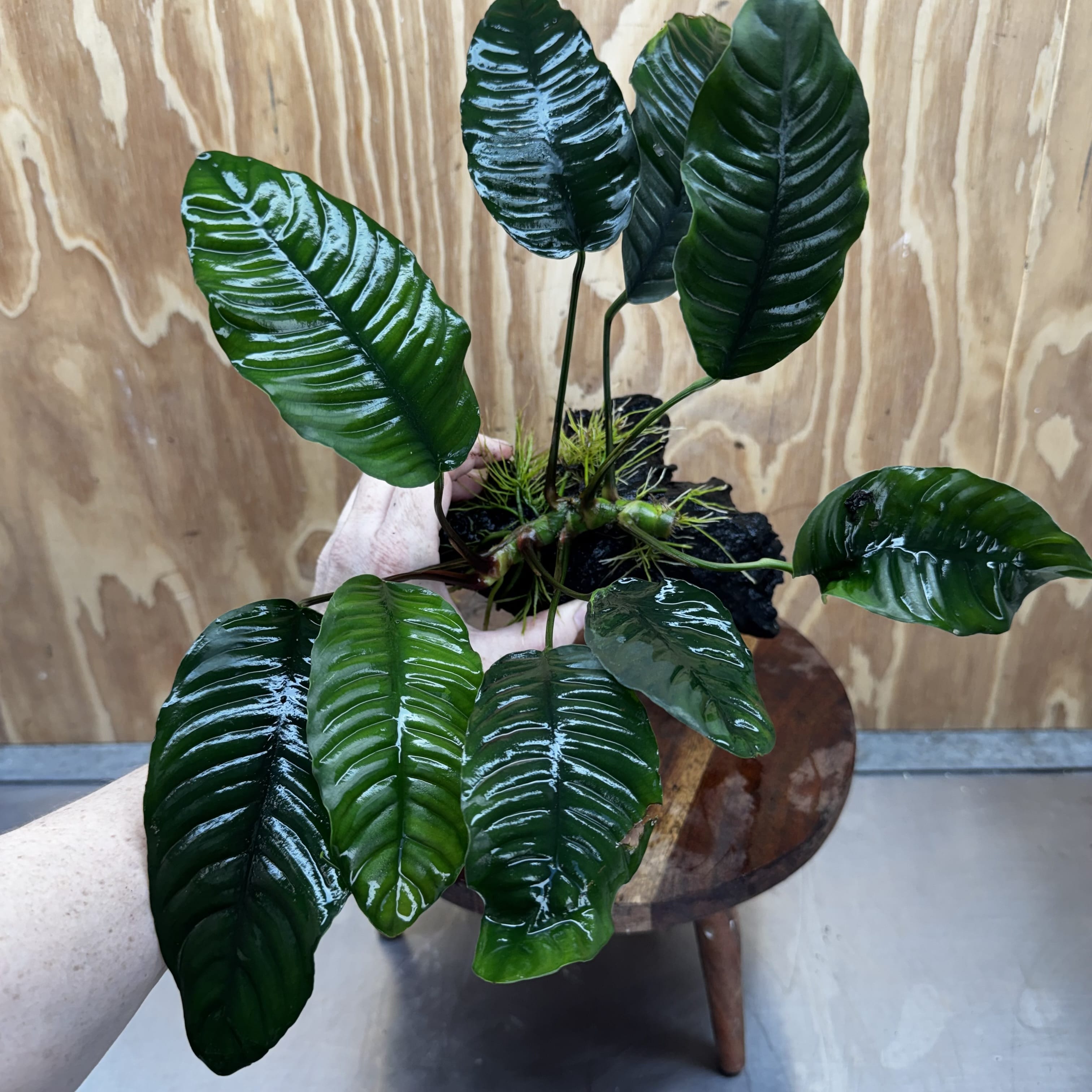 Scapeshop.com.au One Only Anubias 'Coffeefolia' on Medium Driftwood Creation - One Only - Grace Anubias Coffeefolia on Medium Driftwood - ONE ONLY - Scapeshop