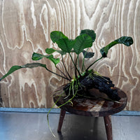 Scapeshop.com.au One Only Anubias 'Coffeefolia' on Medium Driftwood Creation - One Only - Grace Anubias Coffeefolia on Medium Driftwood - ONE ONLY - Scapeshop