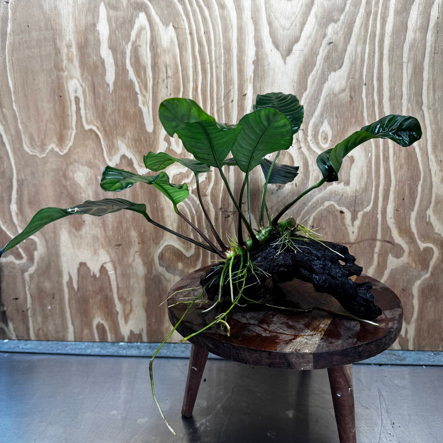 Scapeshop.com.au One Only Anubias 'Coffeefolia' on Medium Driftwood Creation - One Only - Grace Anubias Coffeefolia on Medium Driftwood - ONE ONLY - Scapeshop