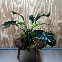Scapeshop.com.au One Only Anubias 'Coffeefolia' on Medium Driftwood Creation - One Only - Grace Anubias Coffeefolia on Medium Driftwood - ONE ONLY - Scapeshop