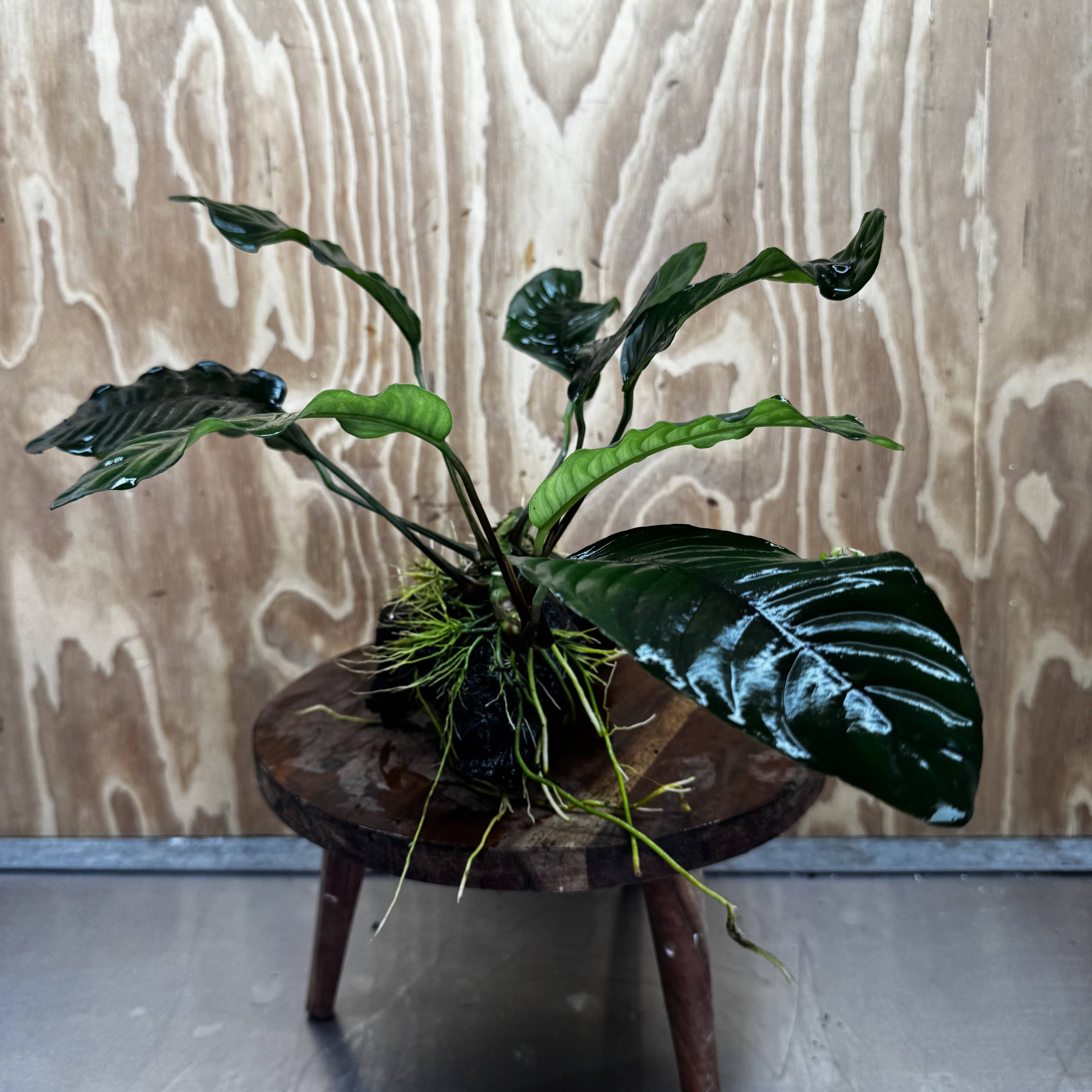 Scapeshop.com.au One Only Anubias 'Coffeefolia' on Medium Driftwood Creation - One Only - Grace Anubias Coffeefolia on Medium Driftwood - ONE ONLY - Scapeshop