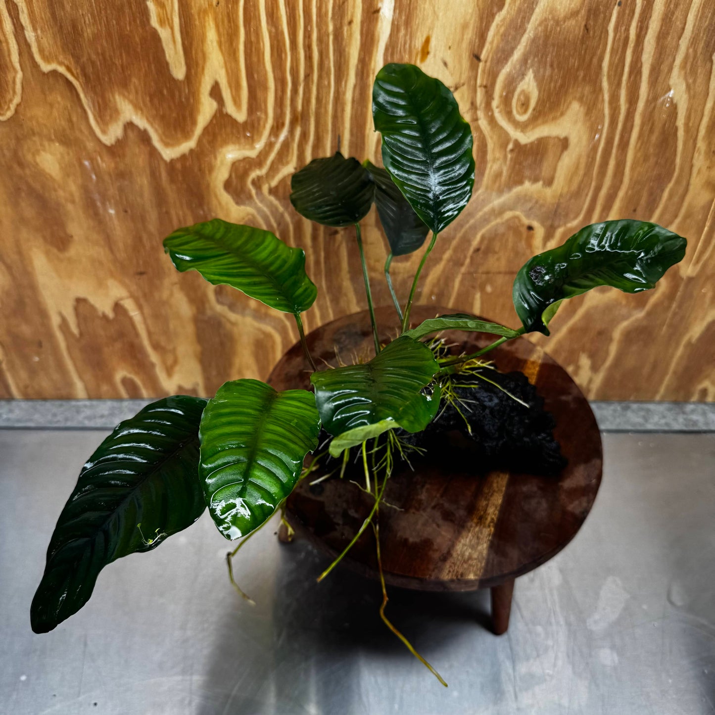 Scapeshop.com.au One Only Anubias 'Coffeefolia' on Medium Driftwood Creation - One Only - Grace Anubias Coffeefolia on Medium Driftwood - ONE ONLY - Scapeshop