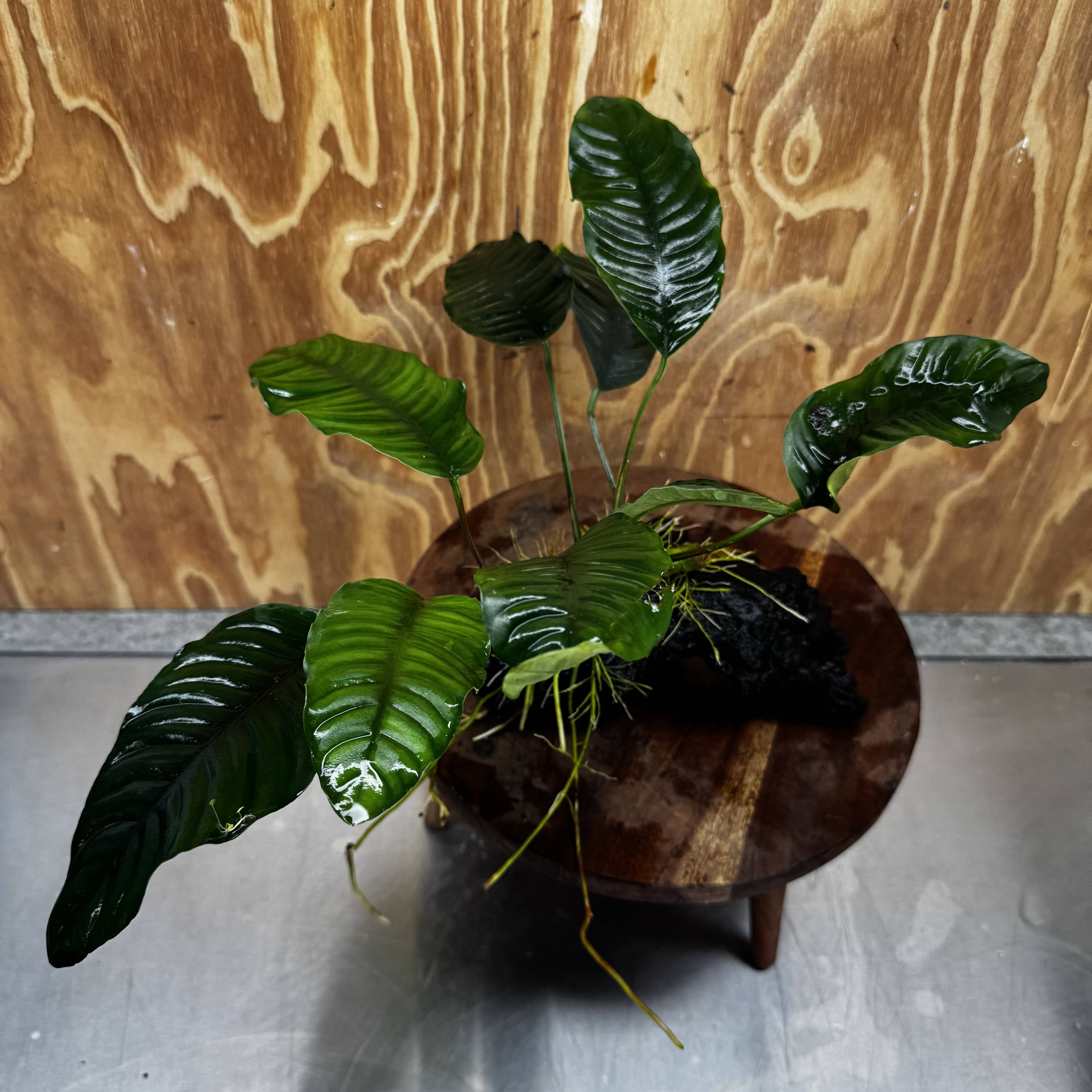 Scapeshop.com.au One Only Anubias 'Coffeefolia' on Medium Driftwood Creation - One Only - Grace Anubias Coffeefolia on Medium Driftwood - ONE ONLY - Scapeshop