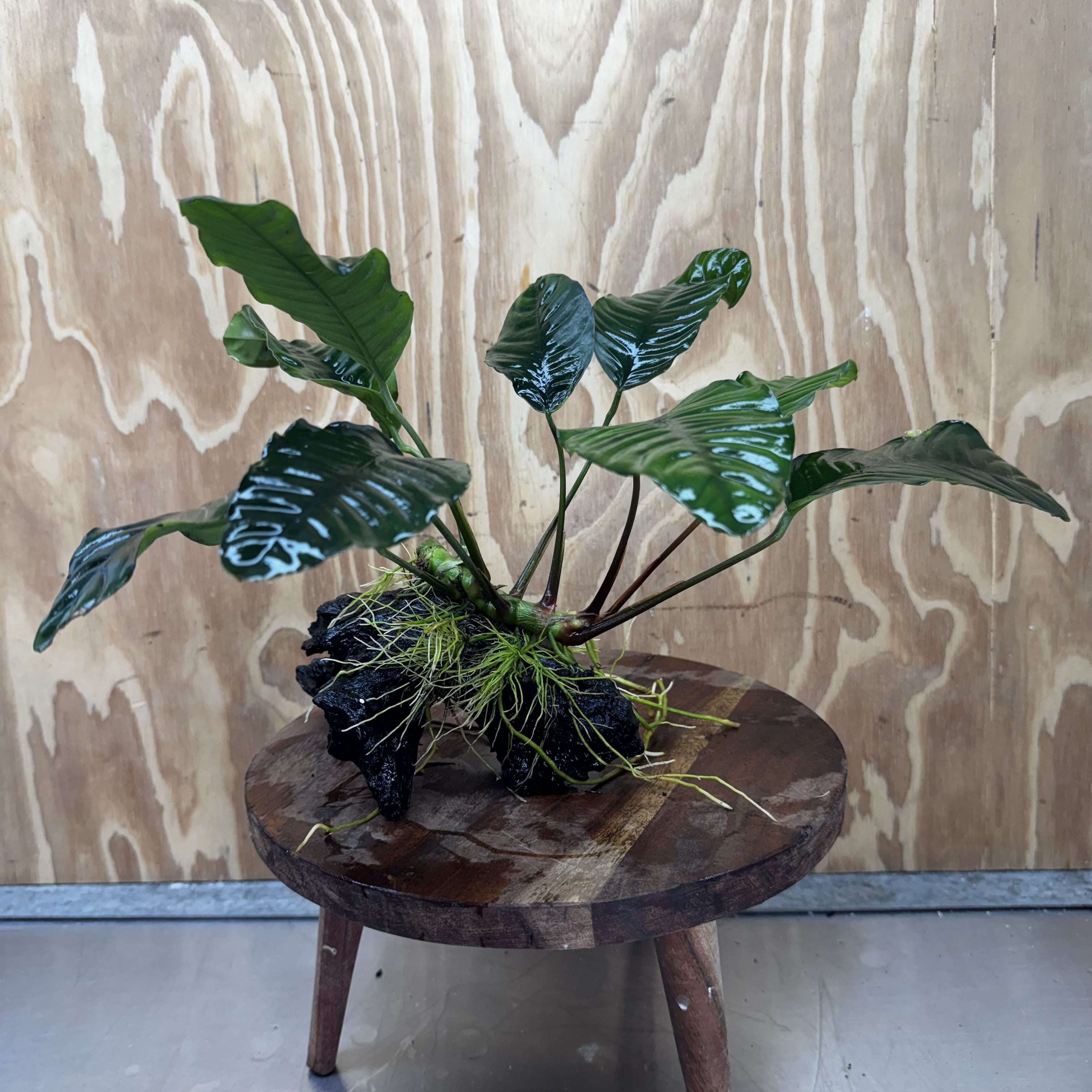 Scapeshop.com.au One Only Anubias 'Coffeefolia' on Medium Driftwood Creation - One Only - Grace Anubias Coffeefolia on Medium Driftwood - ONE ONLY - Scapeshop