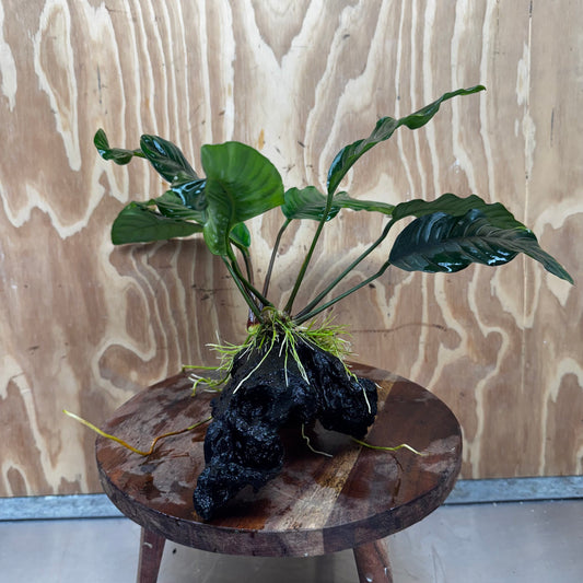 Scapeshop.com.au One Only Anubias 'Coffeefolia' on Medium Driftwood Creation - One Only - Grace Anubias Coffeefolia on Medium Driftwood - ONE ONLY - Scapeshop