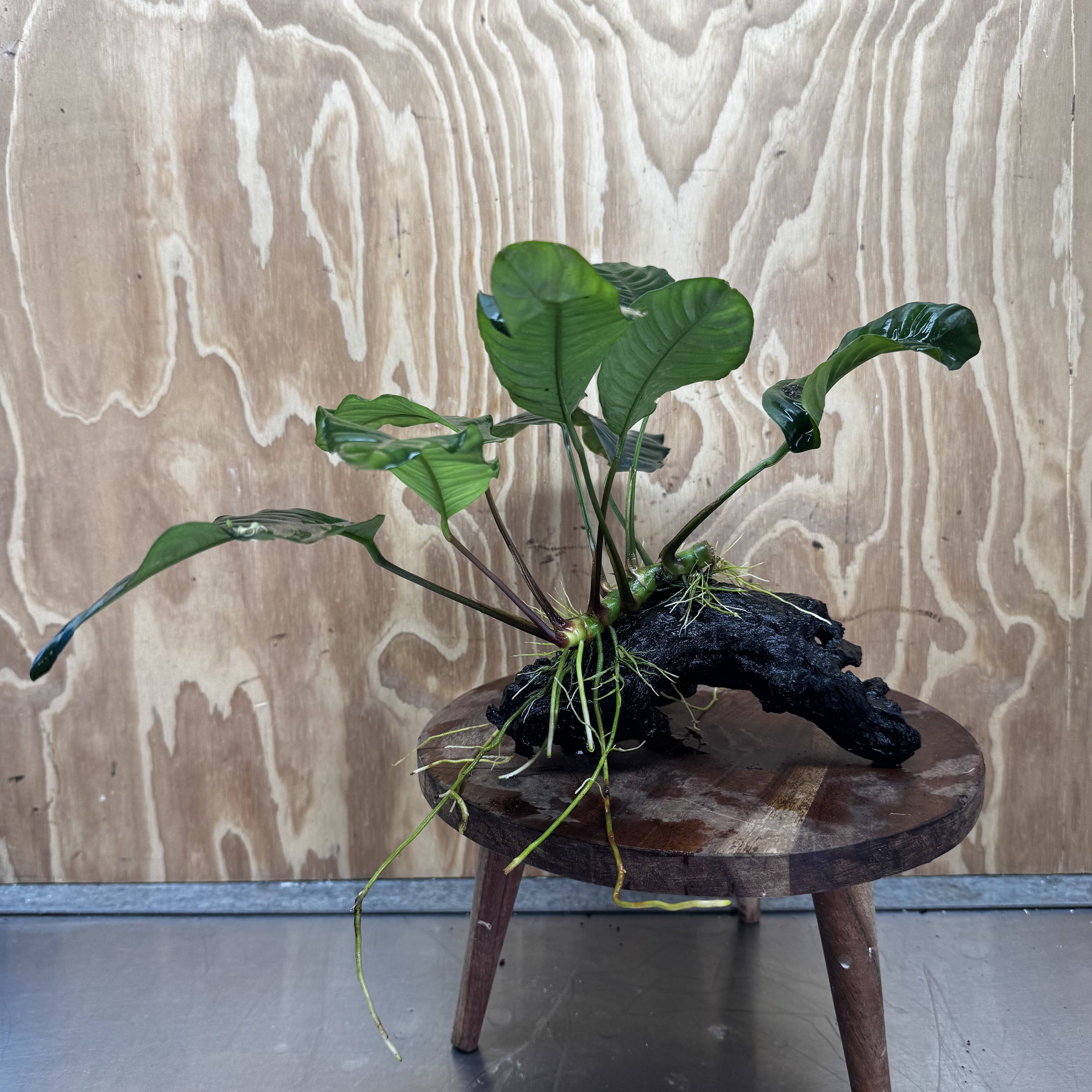 Scapeshop.com.au One Only Anubias 'Coffeefolia' on Medium Driftwood Creation - One Only - Grace Anubias Coffeefolia on Medium Driftwood - ONE ONLY - Scapeshop