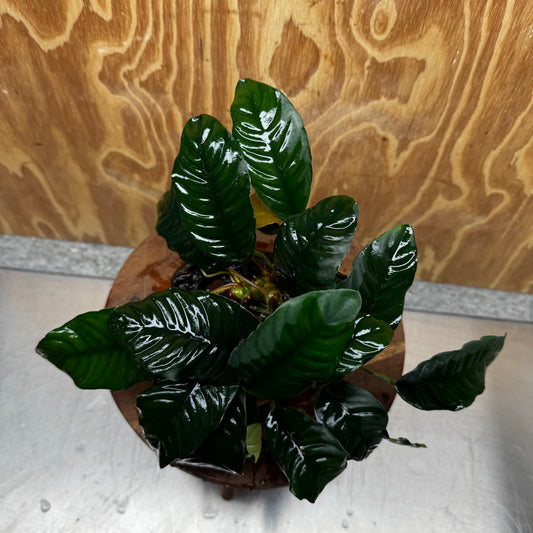Scapeshop.com.au One Only Anubias 'Coffeefolia' on Medium Driftwood Creation - One Only - Grace Anubias Coffeefolia on Medium Driftwood - ONE ONLY - Scapeshop
