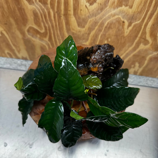 Scapeshop.com.au One Only Anubias 'Coffeefolia' on Medium Driftwood Creation - One Only - Grace Anubias Coffeefolia on Medium Driftwood - ONE ONLY - Scapeshop