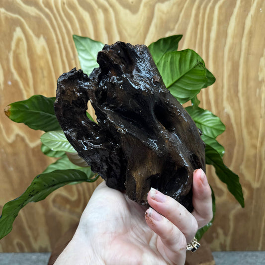 Scapeshop.com.au One Only Anubias 'Coffeefolia' on Medium Driftwood Creation - One Only - Grace Anubias Coffeefolia on Medium Driftwood - ONE ONLY - Scapeshop