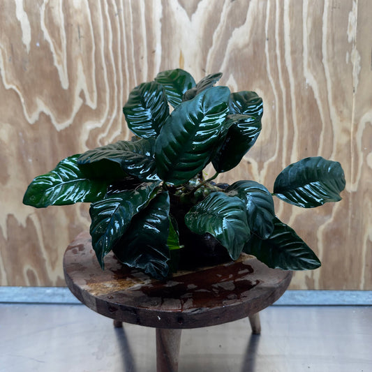 Scapeshop.com.au One Only Anubias 'Coffeefolia' on Medium Driftwood Creation - One Only - Grace Anubias Coffeefolia on Medium Driftwood - ONE ONLY - Scapeshop