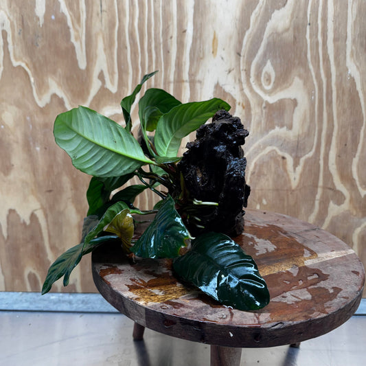 Scapeshop.com.au One Only Anubias 'Coffeefolia' on Medium Driftwood Creation - One Only - Grace Anubias Coffeefolia on Medium Driftwood - ONE ONLY - Scapeshop