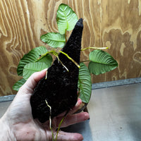 Pisces Enterprises One Only Anubias ‘Coffeefolia' on Medium Driftwood Creation - One Only - Happy Anubias Coffeefolia on Medium Driftwood - ONE ONLY - Scapeshop Aquarium Plants