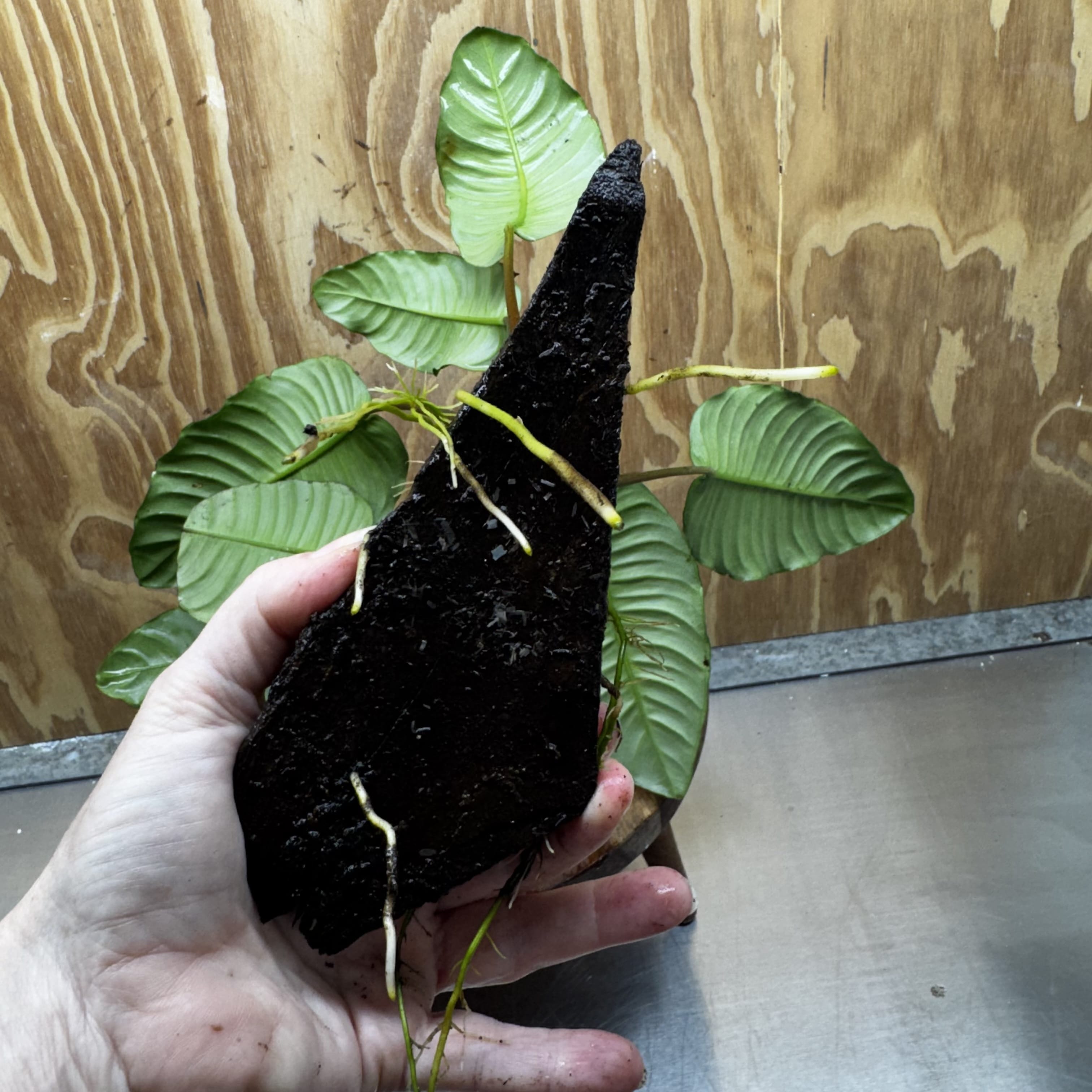 Pisces Enterprises One Only Anubias ‘Coffeefolia' on Medium Driftwood Creation - One Only - Happy Anubias Coffeefolia on Medium Driftwood - ONE ONLY - Scapeshop Aquarium Plants