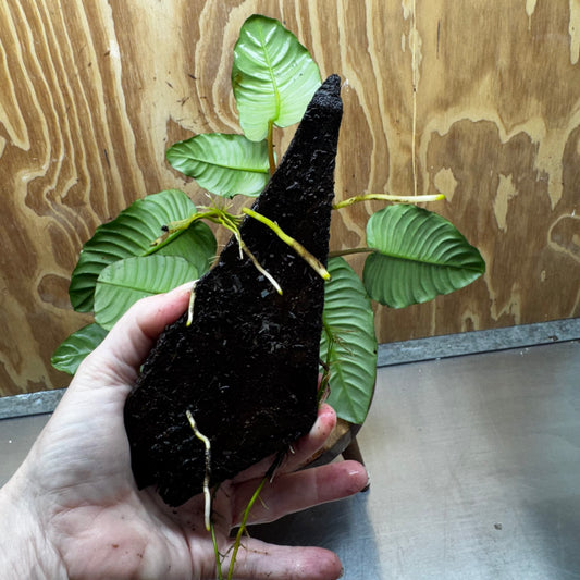 Pisces Enterprises One Only Anubias ‘Coffeefolia' on Medium Driftwood Creation - One Only - Happy Anubias Coffeefolia on Medium Driftwood - ONE ONLY - Scapeshop Aquarium Plants