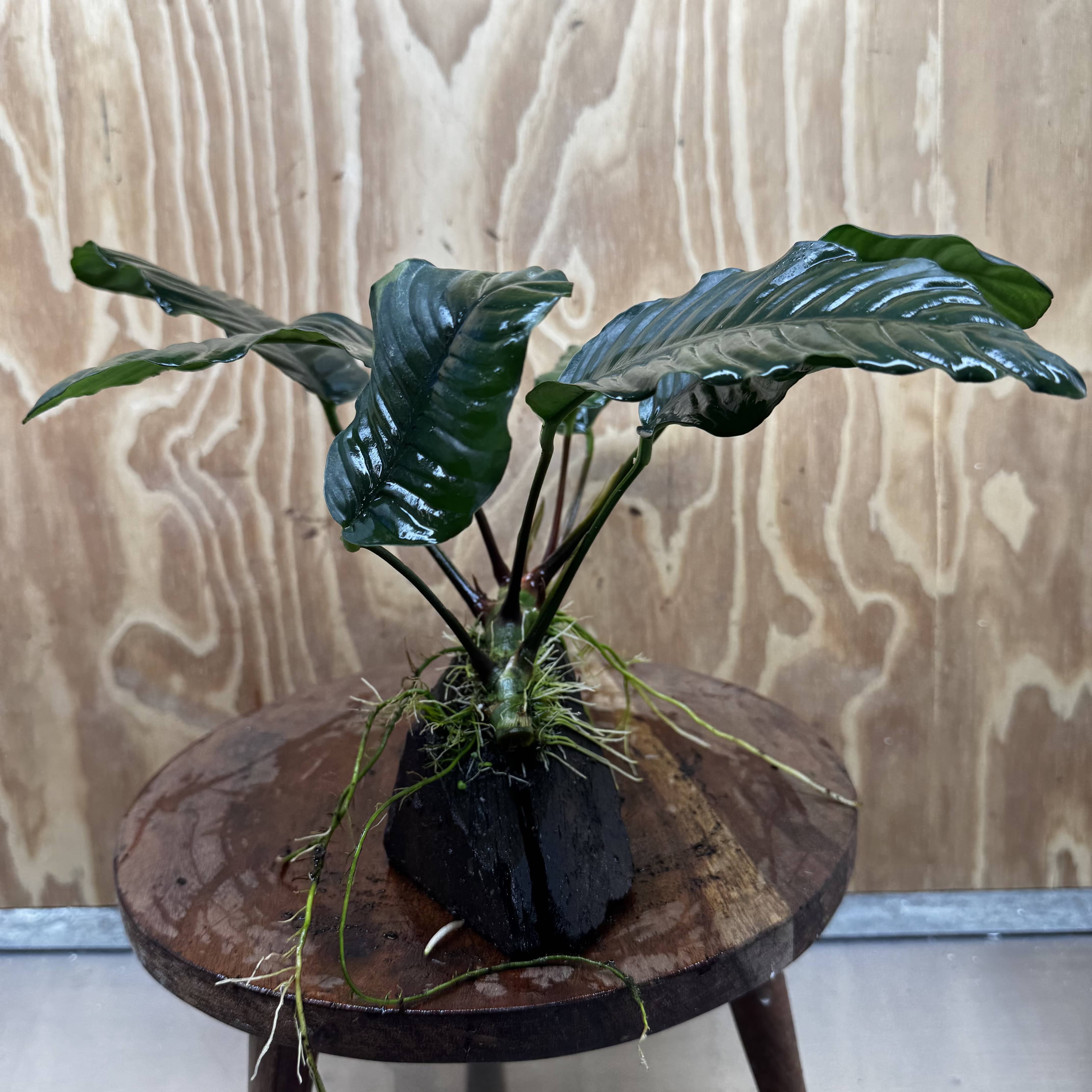 Pisces Enterprises One Only Anubias ‘Coffeefolia' on Medium Driftwood Creation - One Only - Happy Anubias Coffeefolia on Medium Driftwood - ONE ONLY - Scapeshop Aquarium Plants