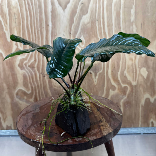 Pisces Enterprises One Only Anubias ‘Coffeefolia' on Medium Driftwood Creation - One Only - Happy Anubias Coffeefolia on Medium Driftwood - ONE ONLY - Scapeshop Aquarium Plants