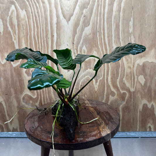 Pisces Enterprises One Only Anubias ‘Coffeefolia' on Medium Driftwood Creation - One Only - Happy Anubias Coffeefolia on Medium Driftwood - ONE ONLY - Scapeshop Aquarium Plants