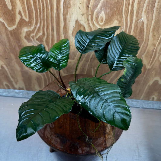 Pisces Enterprises One Only Anubias ‘Coffeefolia' on Medium Driftwood Creation - One Only - Happy Anubias Coffeefolia on Medium Driftwood - ONE ONLY - Scapeshop Aquarium Plants