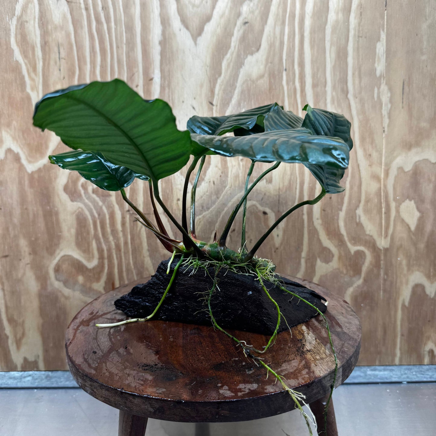 Pisces Enterprises One Only Anubias ‘Coffeefolia' on Medium Driftwood Creation - One Only - Happy Anubias Coffeefolia on Medium Driftwood - ONE ONLY - Scapeshop Aquarium Plants