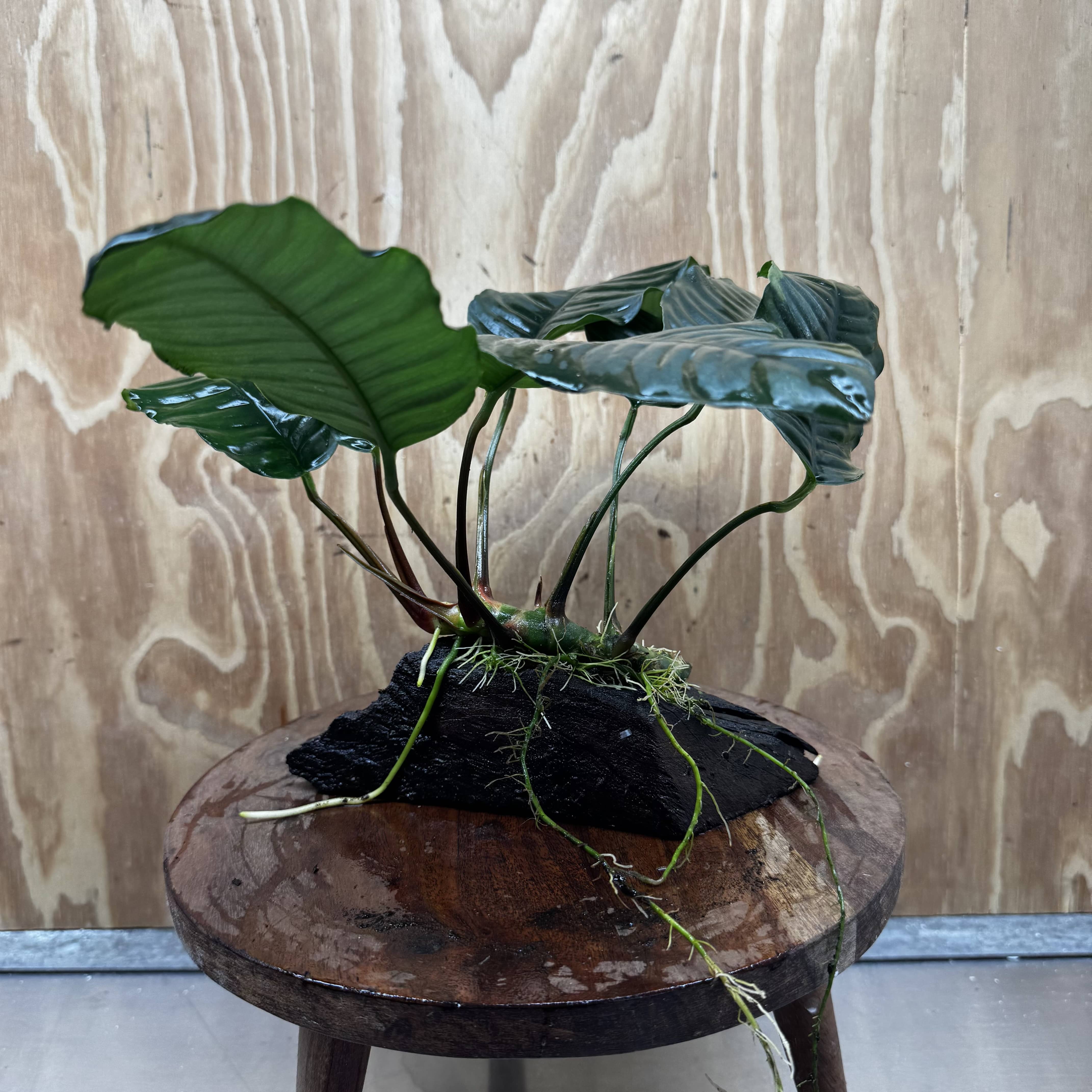 Pisces Enterprises One Only Anubias ‘Coffeefolia' on Medium Driftwood Creation - One Only - Happy Anubias Coffeefolia on Medium Driftwood - ONE ONLY - Scapeshop Aquarium Plants