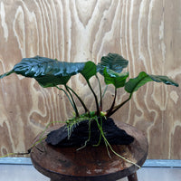 Pisces Enterprises One Only Anubias ‘Coffeefolia' on Medium Driftwood Creation - One Only - Happy Anubias Coffeefolia on Medium Driftwood - ONE ONLY - Scapeshop Aquarium Plants
