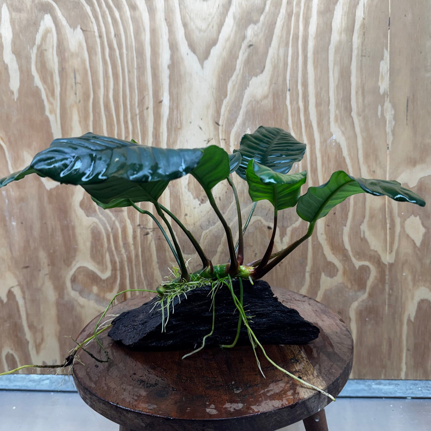 Pisces Enterprises One Only Anubias ‘Coffeefolia' on Medium Driftwood Creation - One Only - Happy Anubias Coffeefolia on Medium Driftwood - ONE ONLY - Scapeshop Aquarium Plants