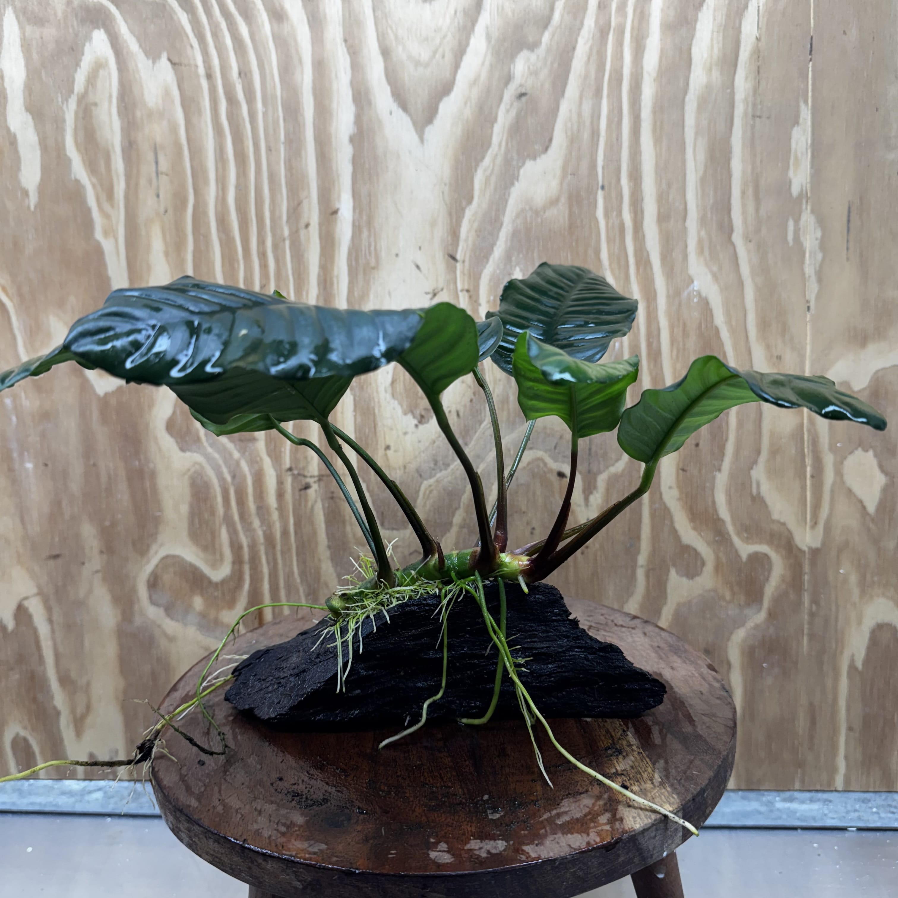Pisces Enterprises One Only Anubias ‘Coffeefolia' on Medium Driftwood Creation - One Only - Happy Anubias Coffeefolia on Medium Driftwood - ONE ONLY - Scapeshop Aquarium Plants