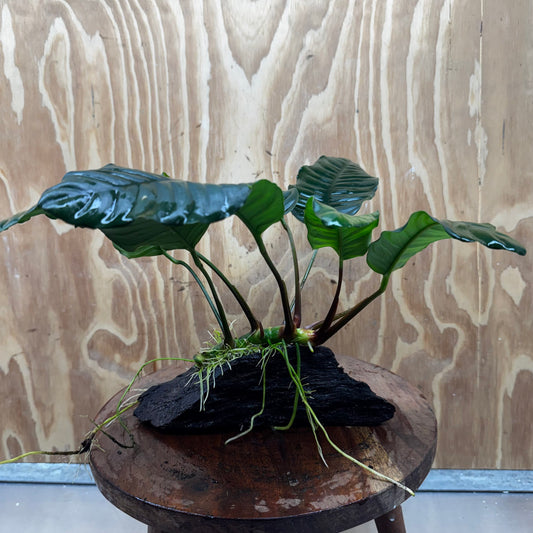 Pisces Enterprises One Only Anubias ‘Coffeefolia' on Medium Driftwood Creation - One Only - Happy Anubias Coffeefolia on Medium Driftwood - ONE ONLY - Scapeshop Aquarium Plants