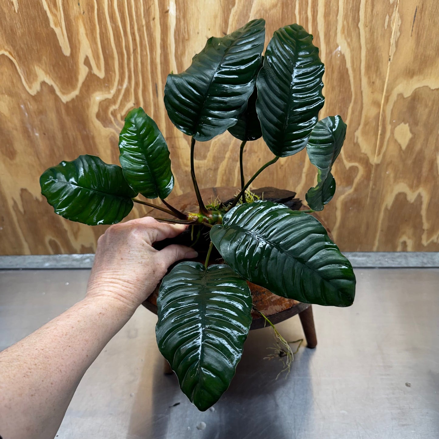 Pisces Enterprises One Only Anubias ‘Coffeefolia' on Medium Driftwood Creation - One Only - Happy Anubias Coffeefolia on Medium Driftwood - ONE ONLY - Scapeshop Aquarium Plants