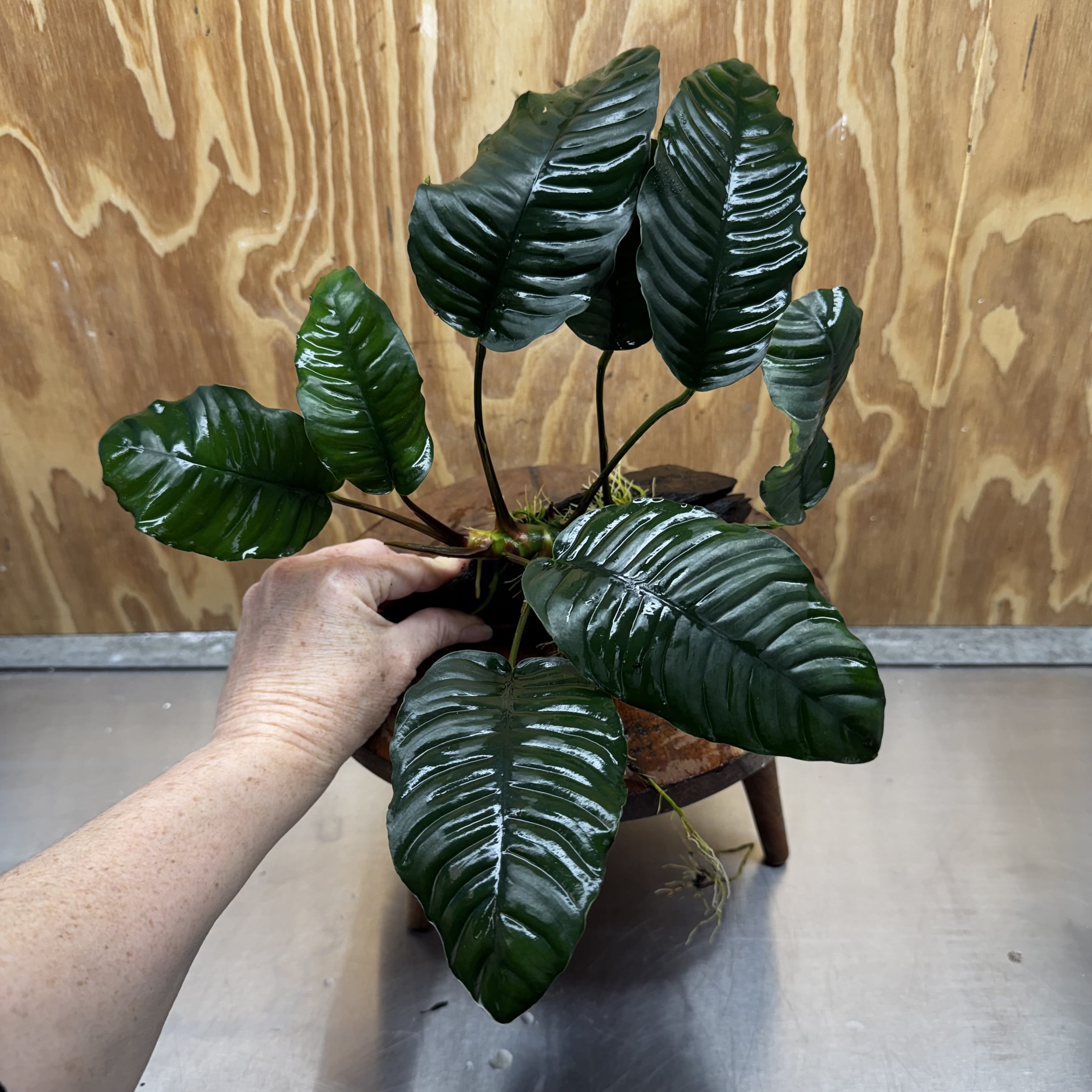 Pisces Enterprises One Only Anubias ‘Coffeefolia' on Medium Driftwood Creation - One Only - Happy Anubias Coffeefolia on Medium Driftwood - ONE ONLY - Scapeshop Aquarium Plants